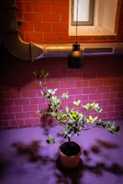 E27 Pflanzenlampe "Winter", 18 Watt