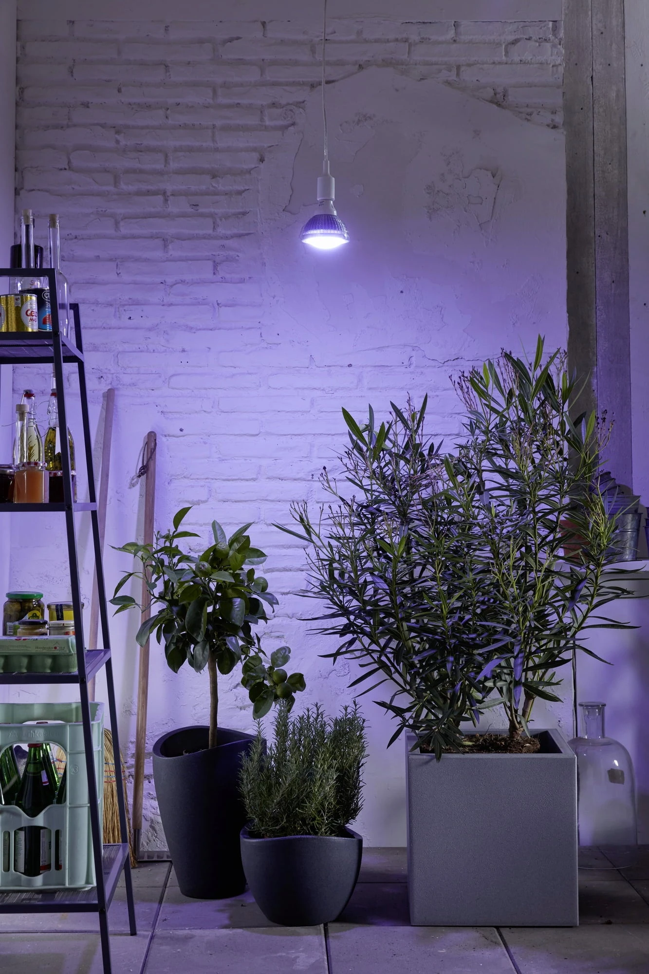 E27 Pflanzenlampe "Winter", 18 Watt – Bild 3