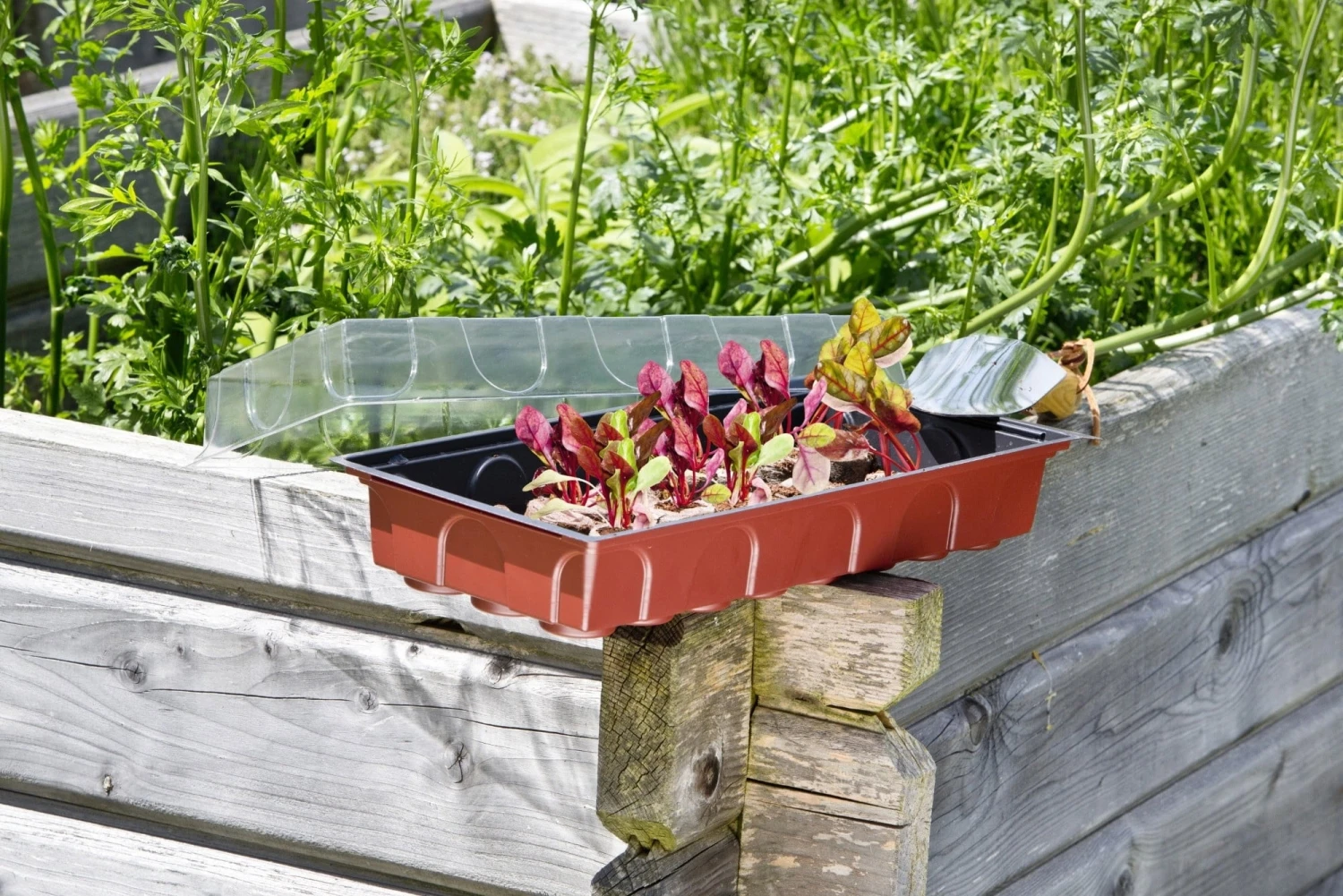 Windhager Zimmertreibhaus Inkl. 24 Quelltabs – Bild 2