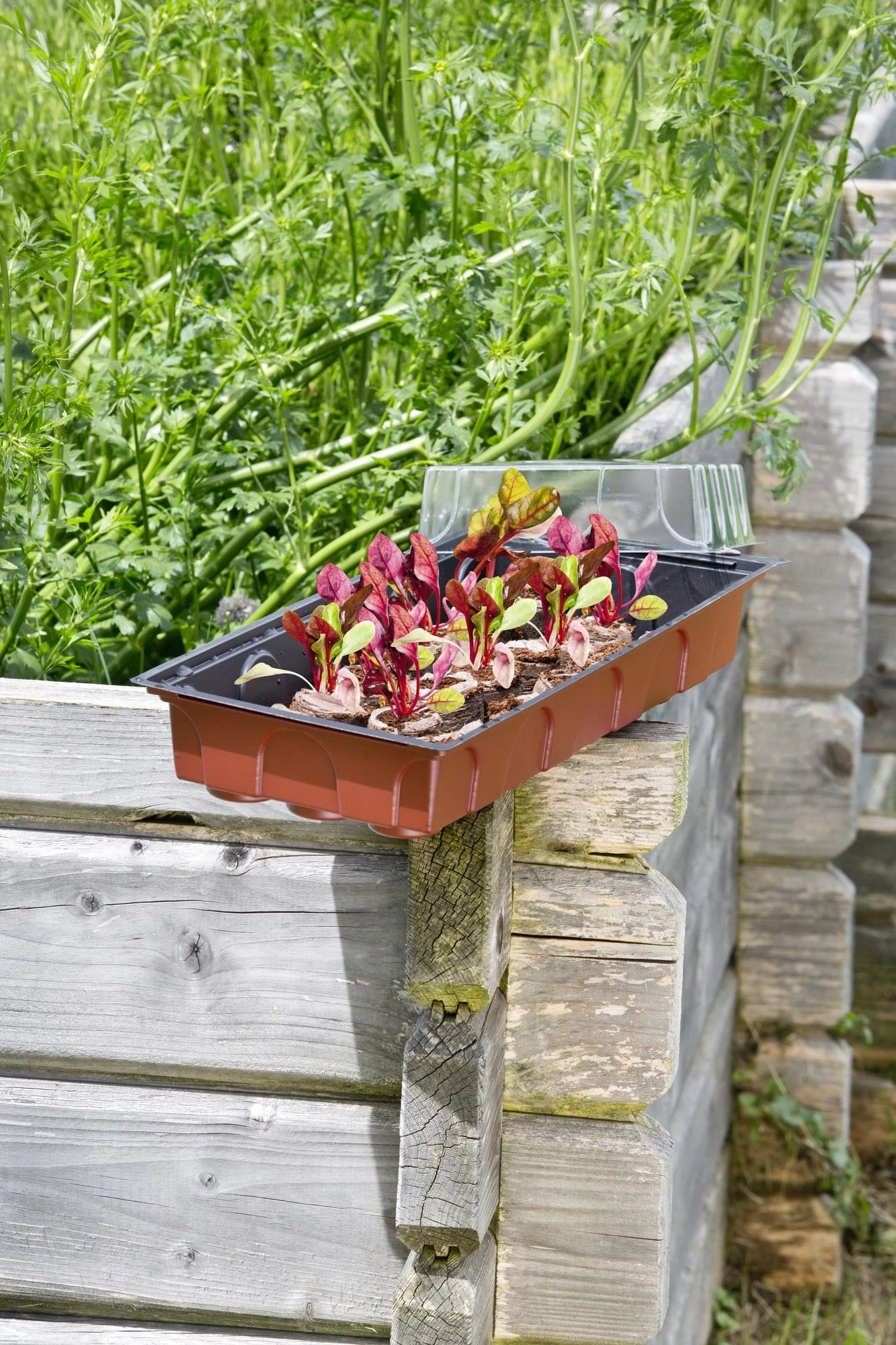 Windhager Zimmertreibhaus Inkl. 24 Quelltabs – Bild 5