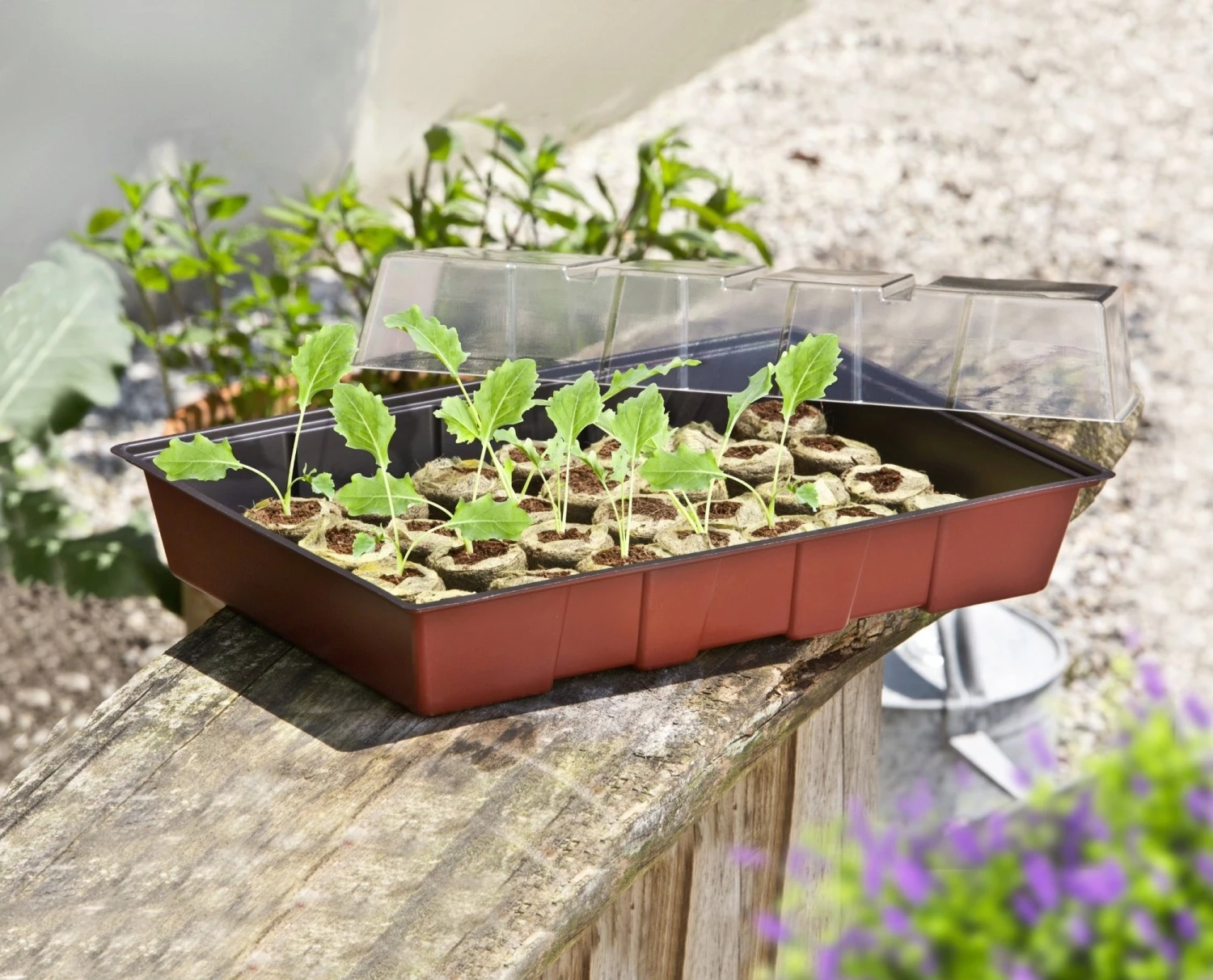 Windhager Zimmertreibhaus Inkl. 24 Quelltabs – Bild 4