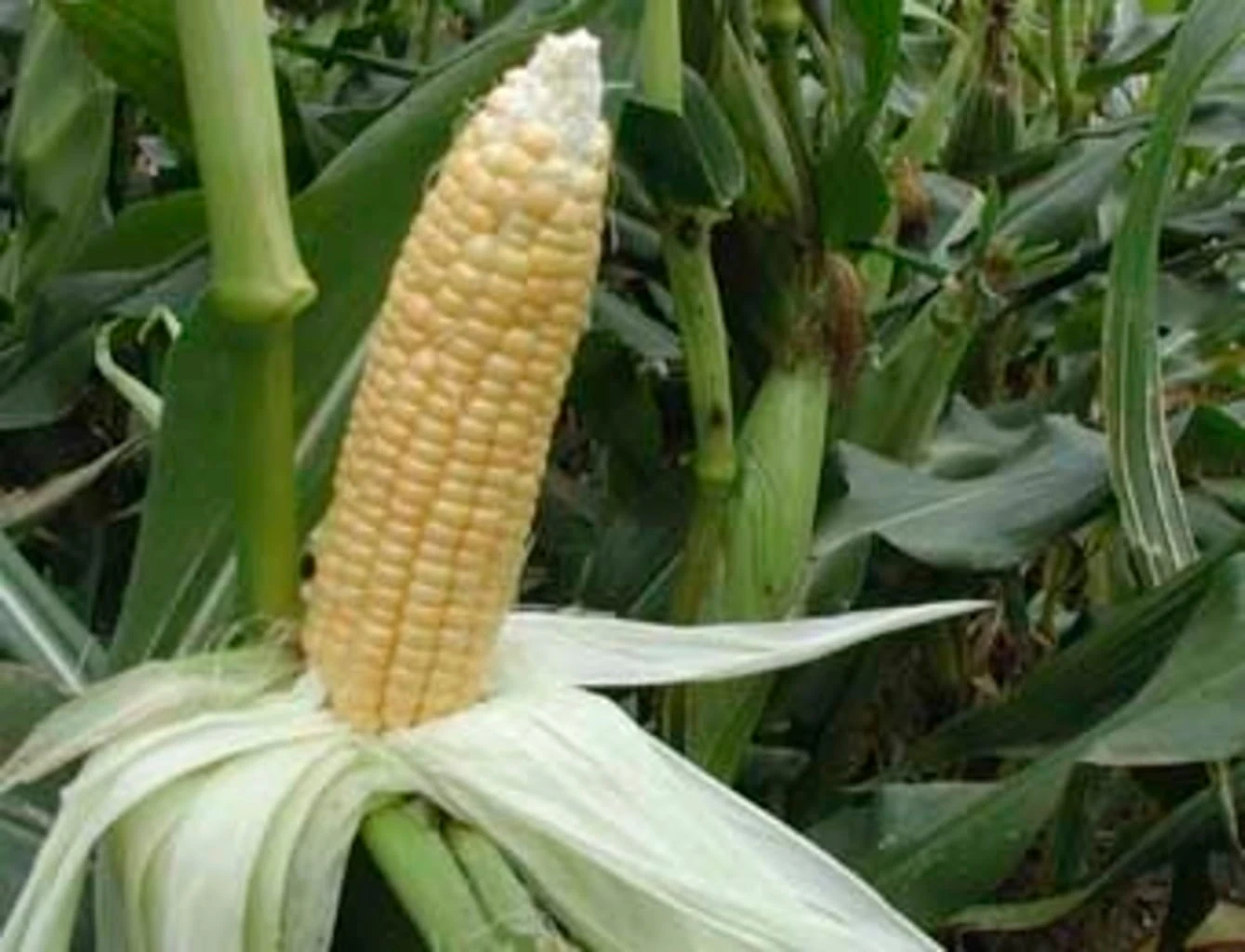 Zuckermais "Golden Bantam", 15 G – Bild 2